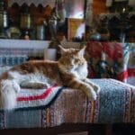 Puszysty kot rasy maine coon leży na kolorowej macie w stylowym wnętrzu