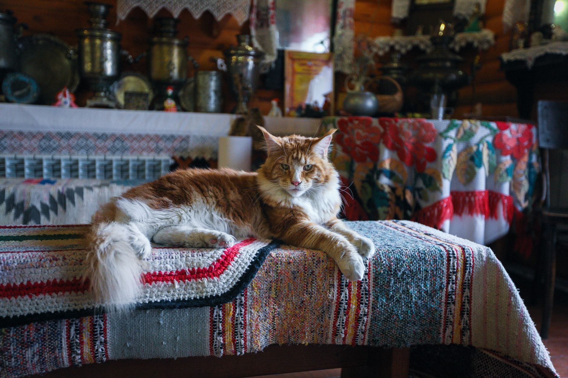 Puszysty kot rasy maine coon leży na kolorowej macie w stylowym wnętrzu