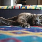 Szary kot odpoczywa na kolorowym kocu w mieszkaniu
